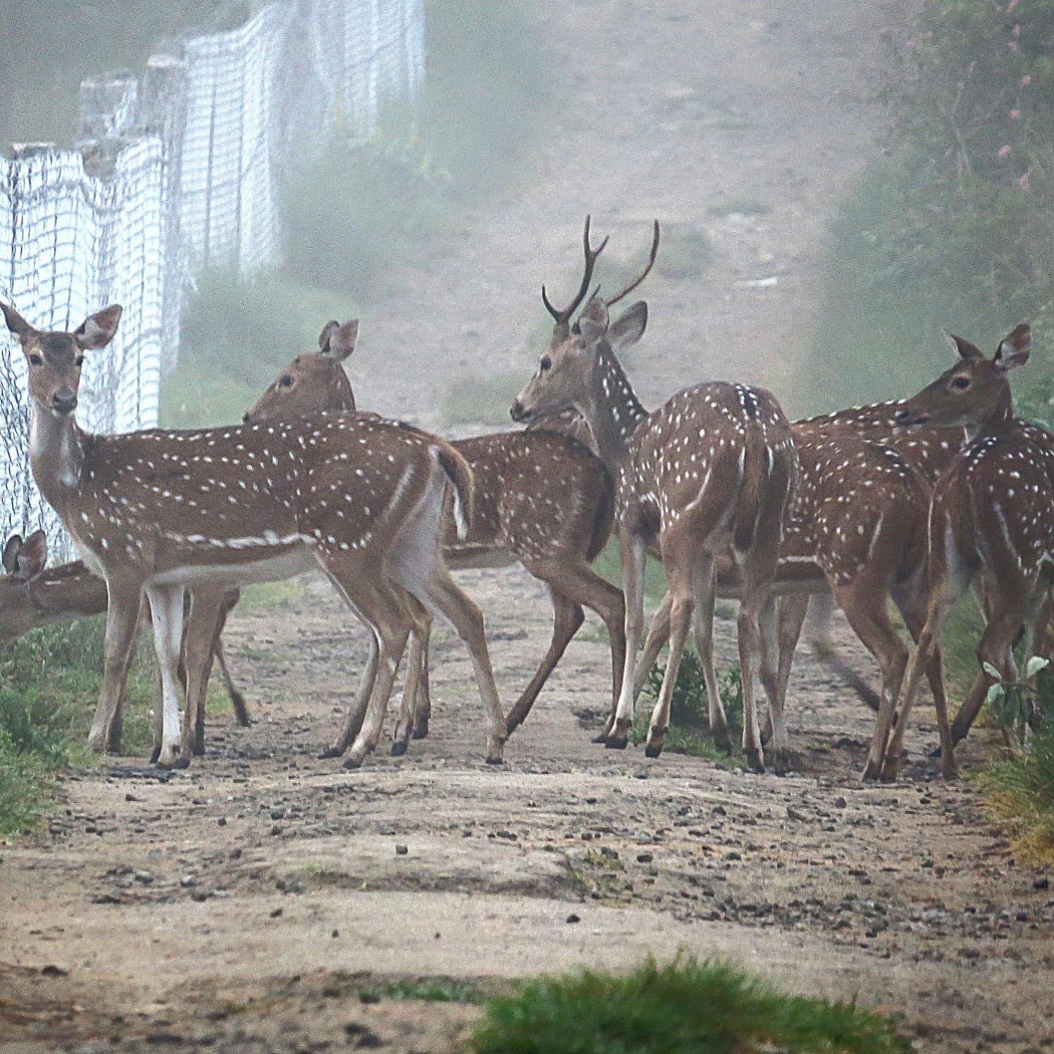 The Deer Meadows Villa Mudumalai Dış mekan fotoğraf
