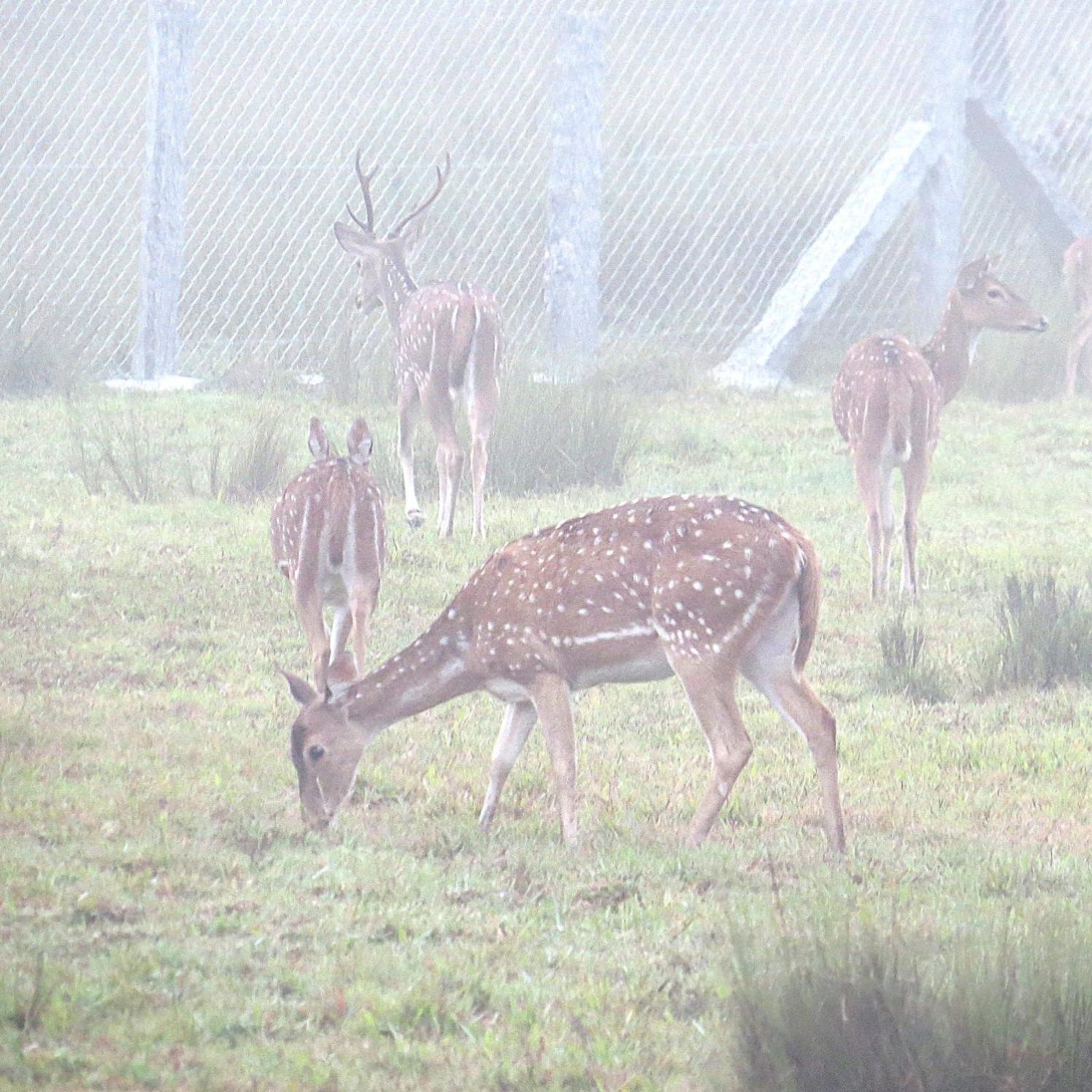 The Deer Meadows Villa Mudumalai Dış mekan fotoğraf